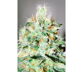 Jägg Kush de Delicious Seeds