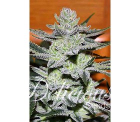 Uknow Kush de Delicious Seeds