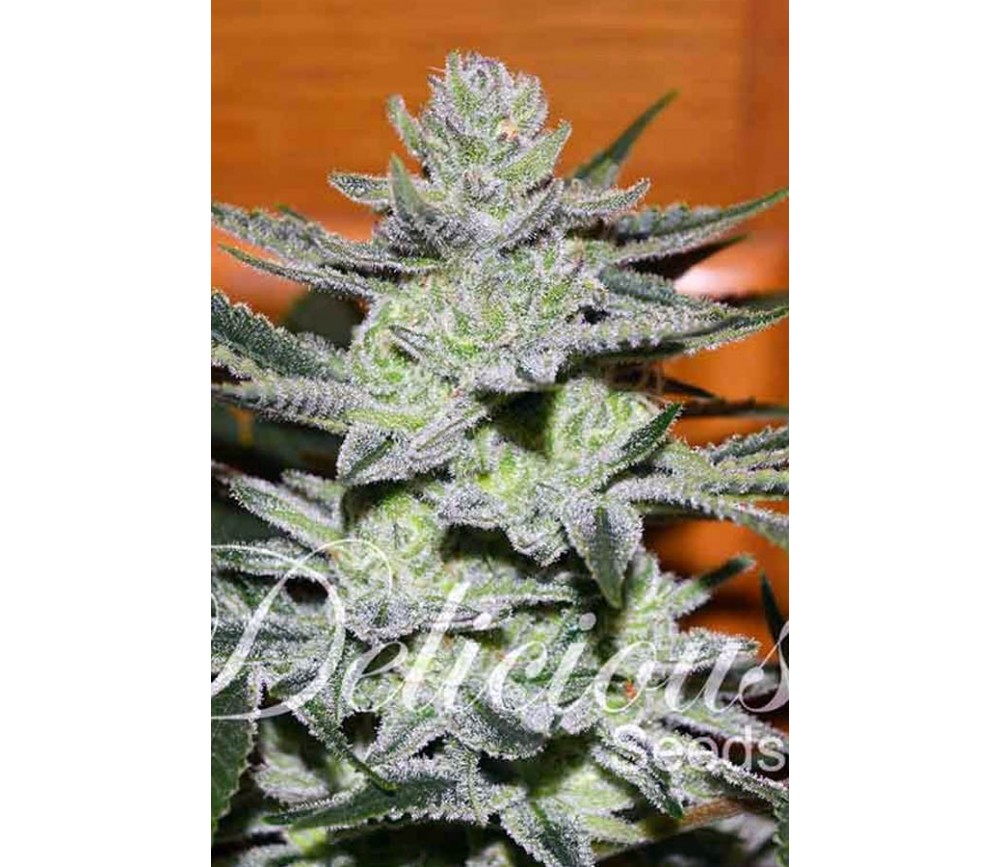 Uknow Kush de Delicious Seeds