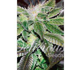 Sugar Candy de Delicious Seeds