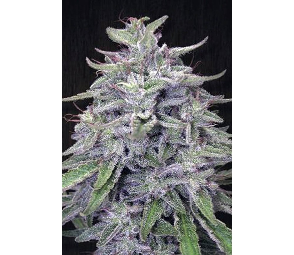 Bangi Haze de Ace Seeds