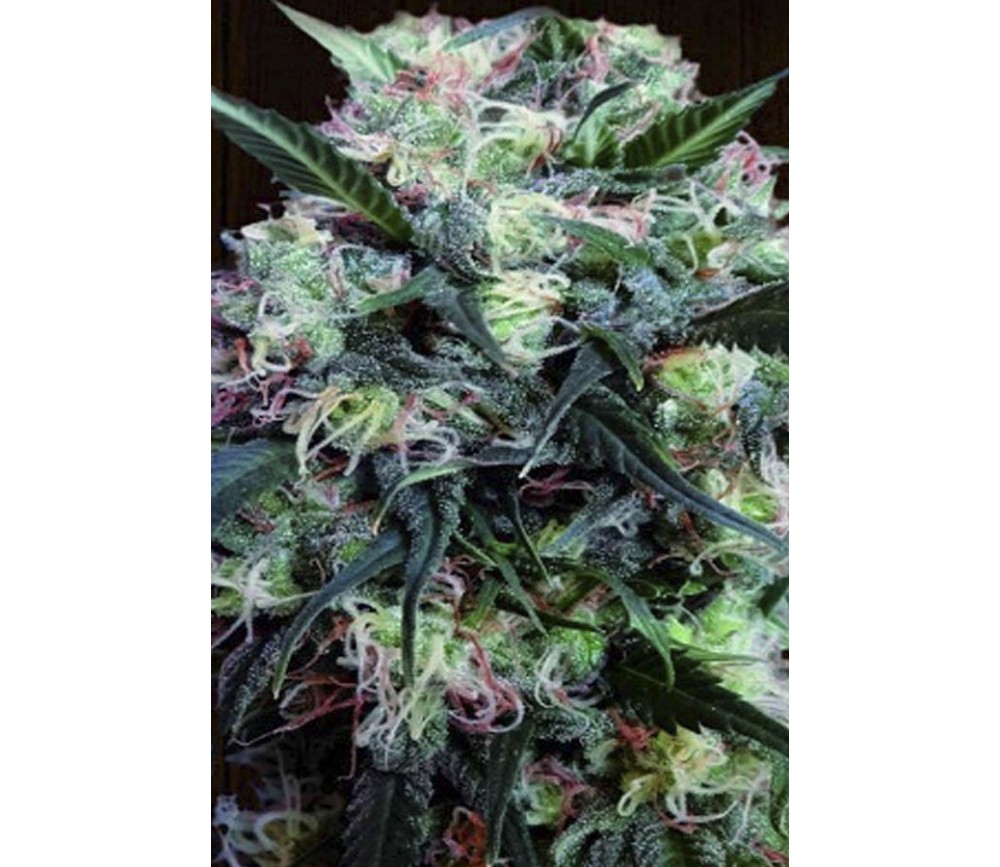 Kali China de Ace Seeds