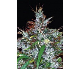 Panama Haze de Ace Seeds