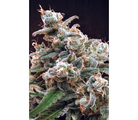 Nepal Jam de Ace Seeds