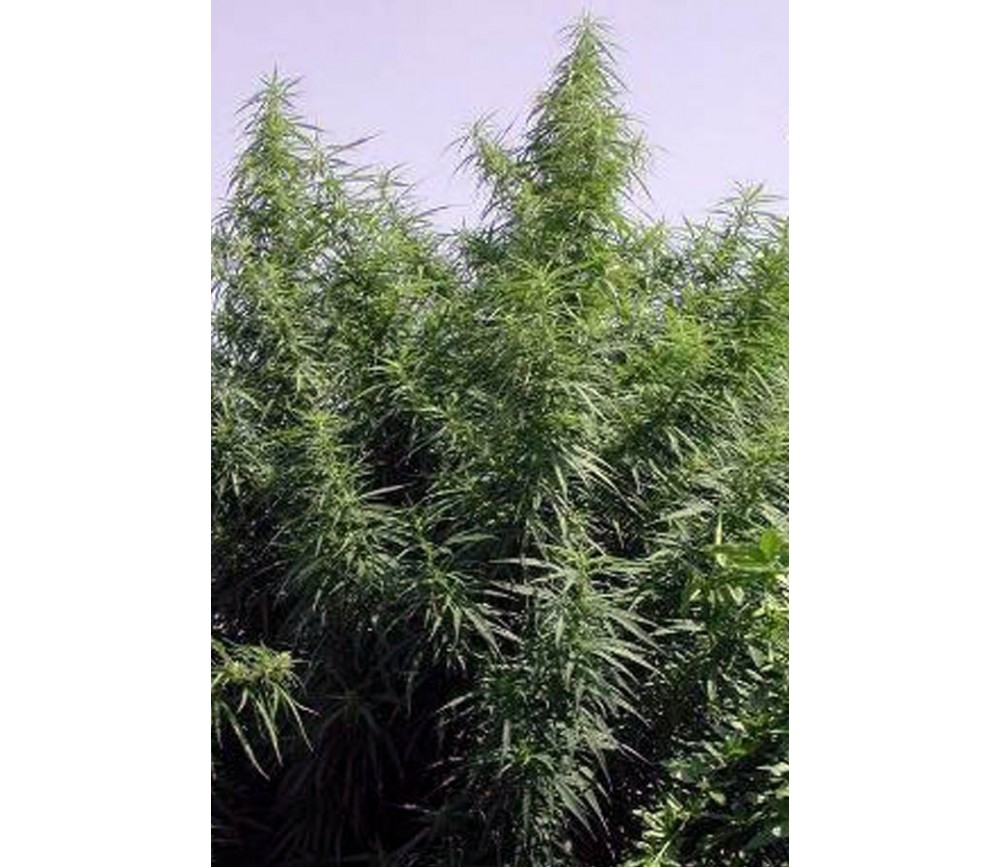 Tropical Mix de Ace Seeds