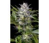 PINEAPPLE SKUNK
