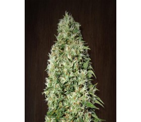 Orient Express de Ace Seeds