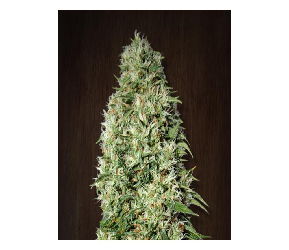 Orient Express de Ace Seeds