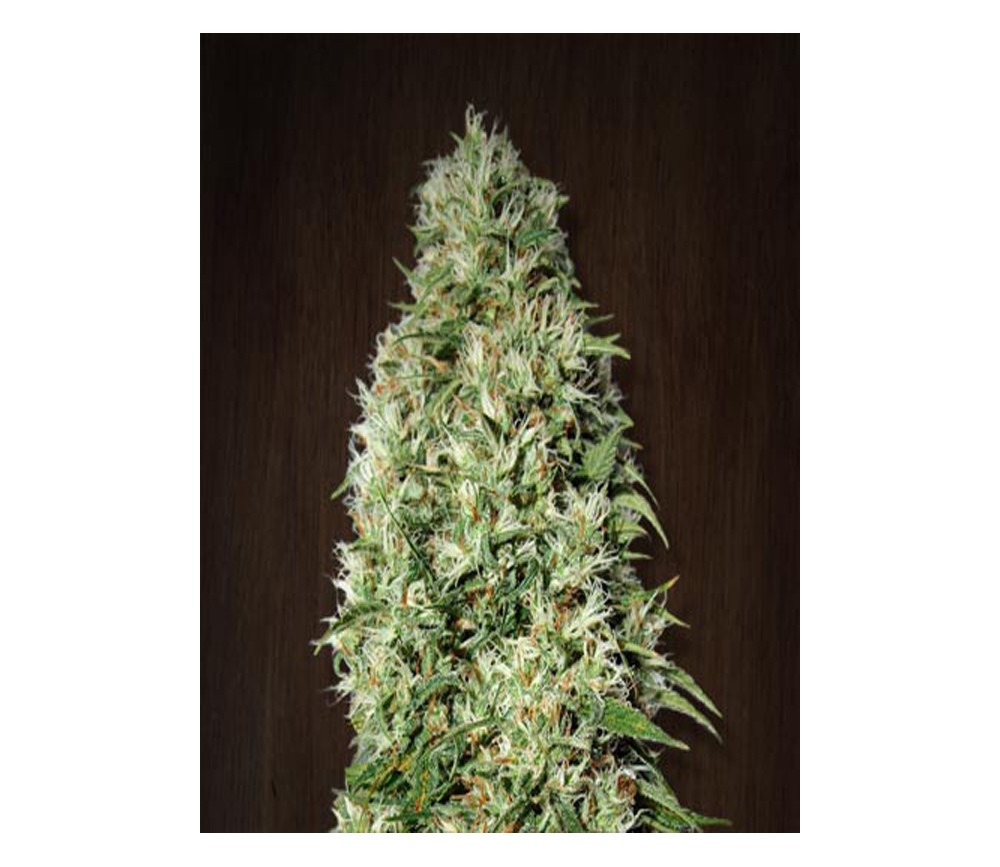 Orient Express de Ace Seeds