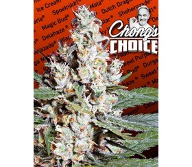 L.A. Amnesia - Paradise Seeds