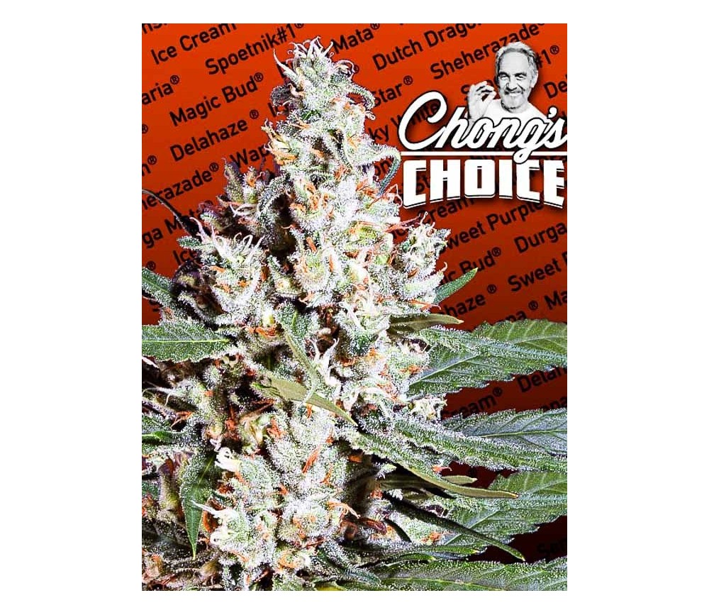 L.A. Amnesia - Paradise Seeds