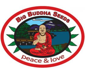 Hindu Cream - Big Buddha Seeds