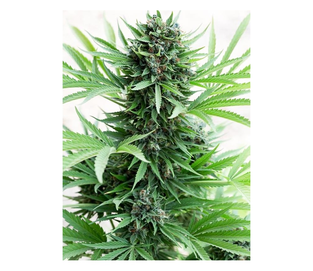 Sour Diesel Auto