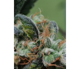 Blueberry Cheesecake - Female Seeds