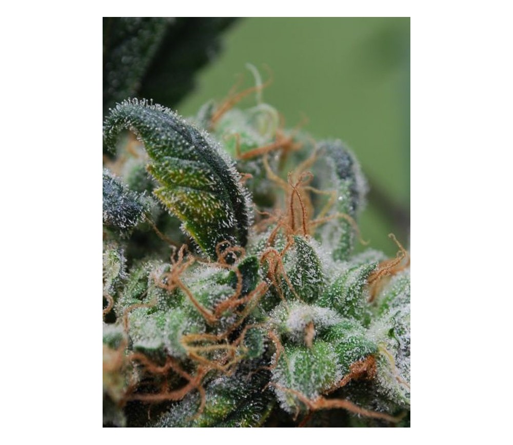 Blueberry Cheesecake - Female Seeds