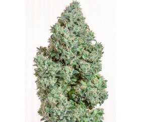 Blue Dream CBD - Humboldt Seeds