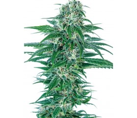 Early Skunk Automatic - Sensi Seeds