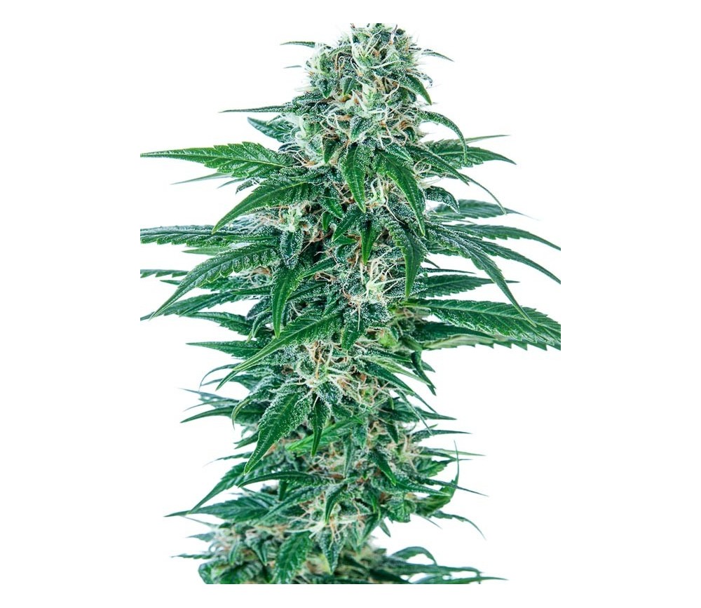 Early Skunk Automatic - Sensi Seeds