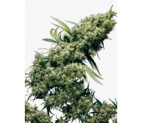 Jamaican Pearl - Sensi Seeds