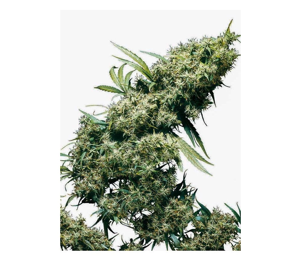 Jamaican Pearl - Sensi Seeds