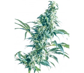 Mexican Sativa de Sensi Seeds