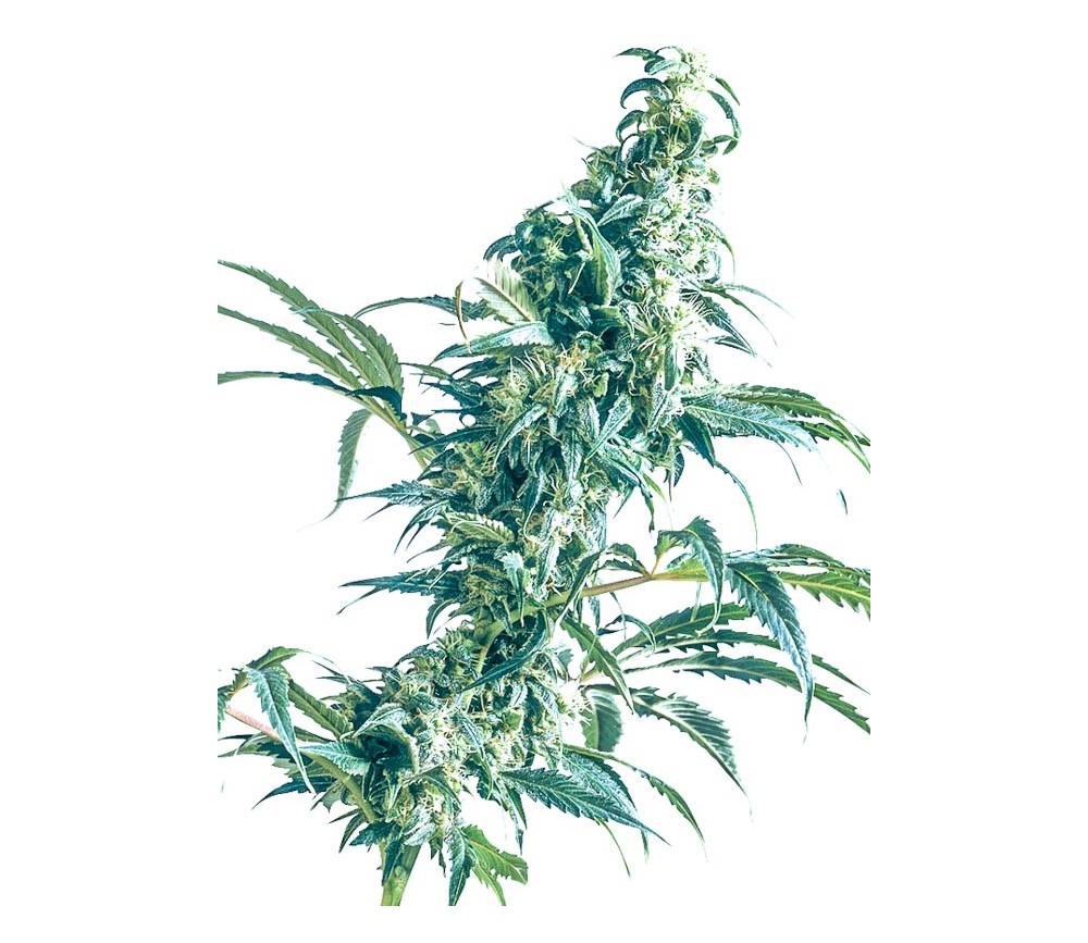 Mexican Sativa - Sensi Seeds