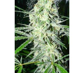 Sex Bud - Female Seeds