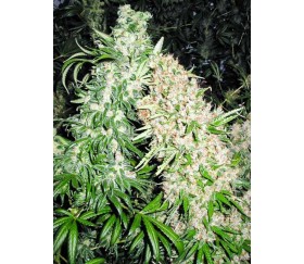 Skunk Special - Female Seeds