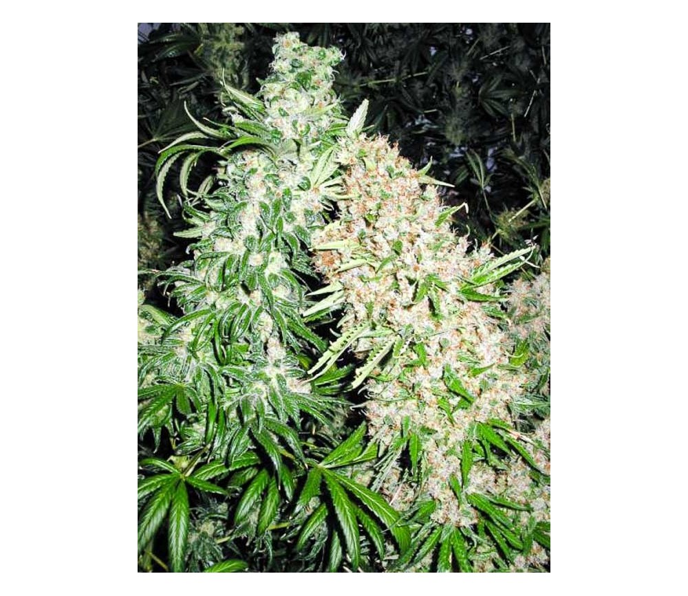 Skunk Special - Female Seeds