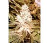 AUTO KUSH