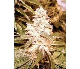 Auto Kush- Female Seeds