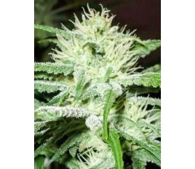 Auto Speed Bud - Female Seeds