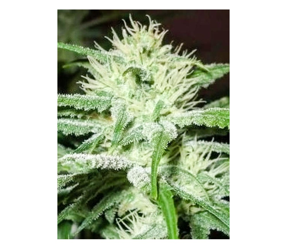 Auto Speed Bud - Female Seeds