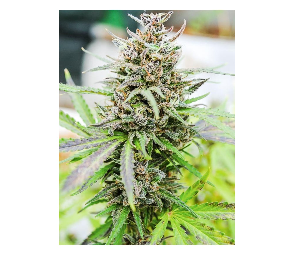 BABY BOOM AUTO