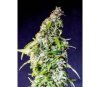 Speedy Boom Auto _ Kannabia Seeds