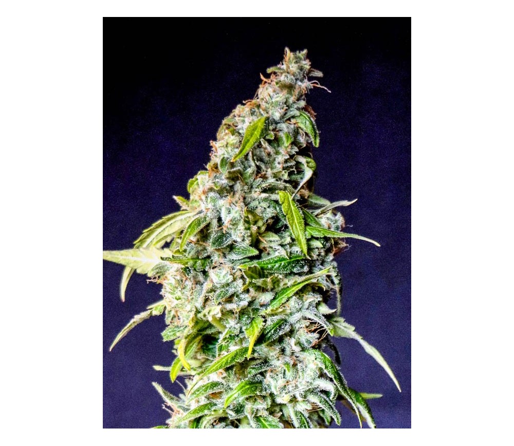 Speedy Boom Auto _ Kannabia Seeds