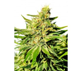 BCN Diesel CBD - Kannabia Seeds