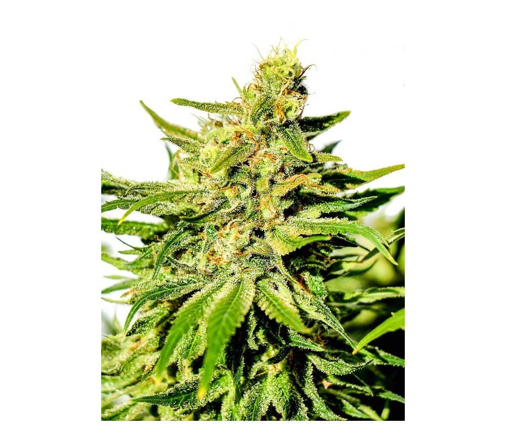 BCN Diesel CBD - Kannabia Seeds