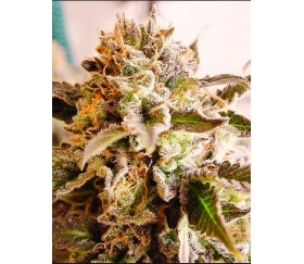 Rockbud - Soma Seeds