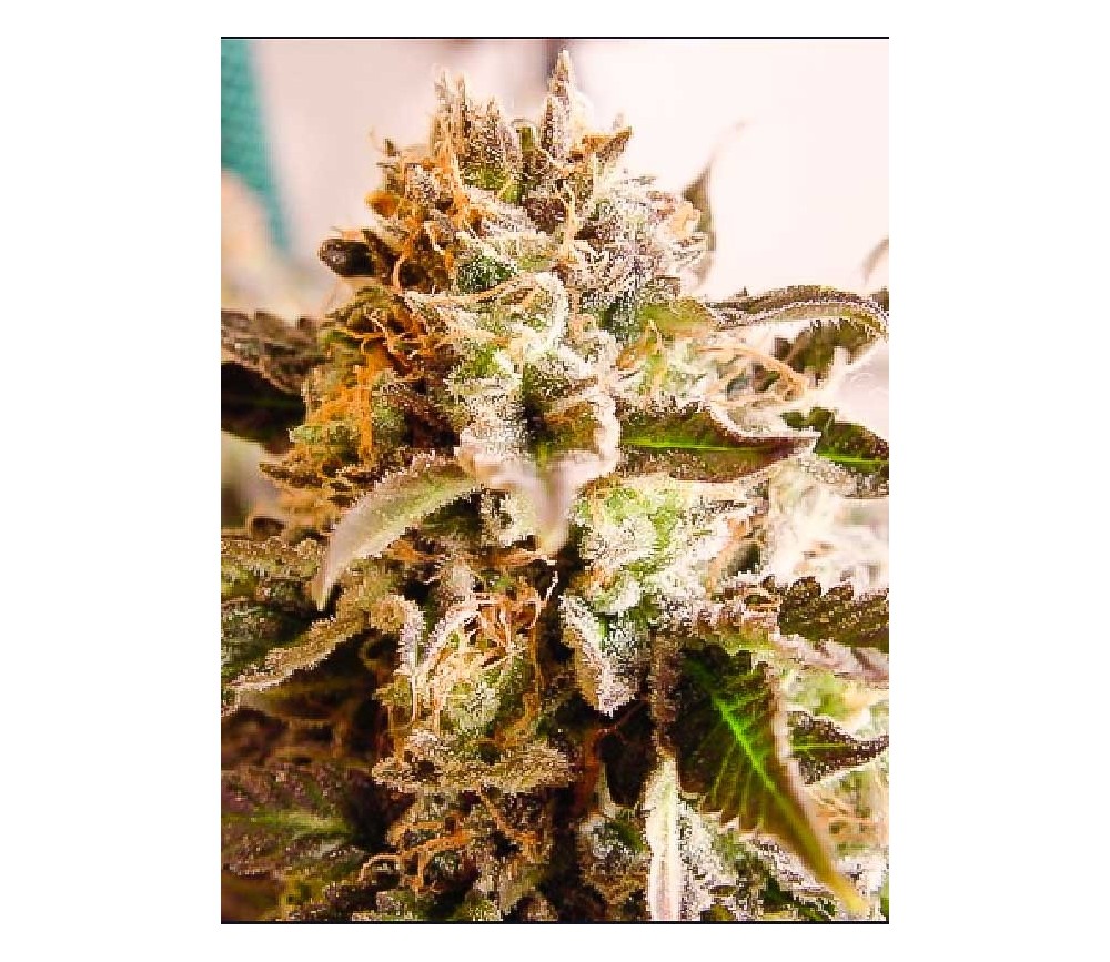 Rockbud - Soma Seeds