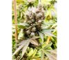 Somalicious - Soma Seeds
