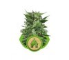 Royal Kush Automatic von Royal Queen Seeds