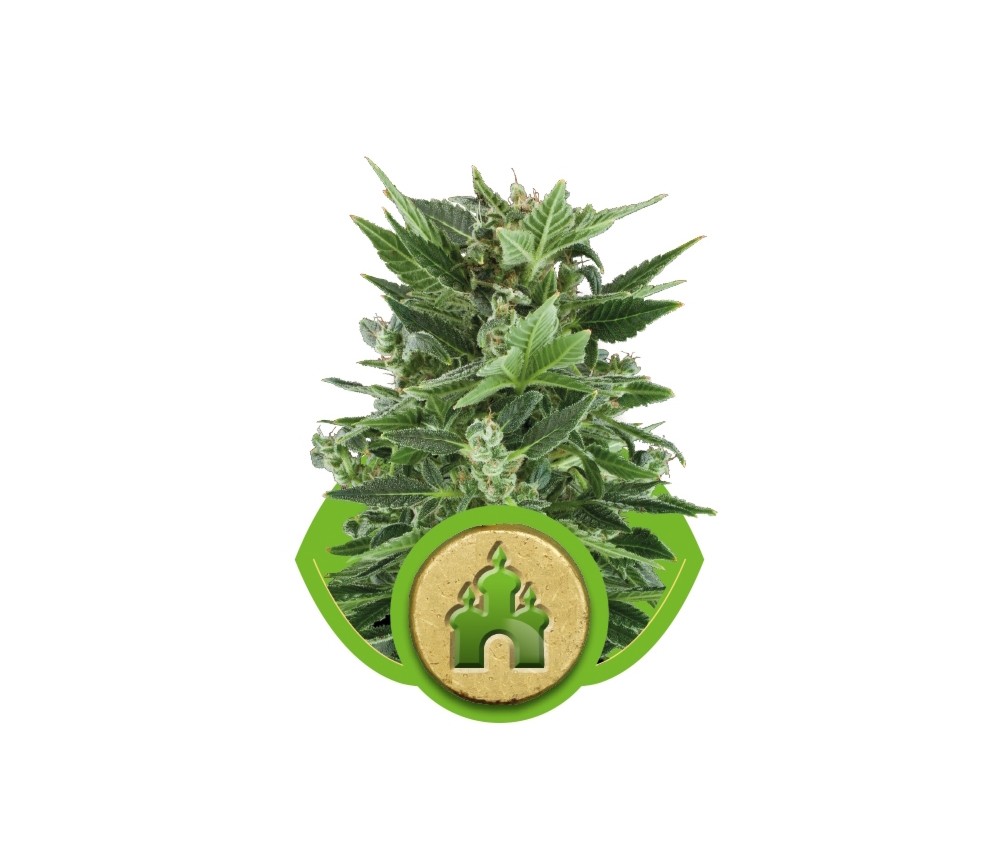 Royal Kush Automatic von Royal Queen Seeds