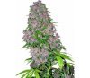 Purple Bud - White Label Seeds