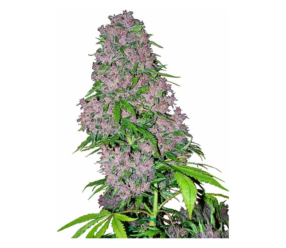 Purple Bud - White Label Seeds