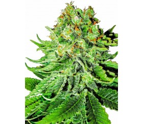 Northern Lights Automatic - White Label Seeds