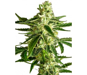 White Diesel Haze Automatic - White Label Seeds