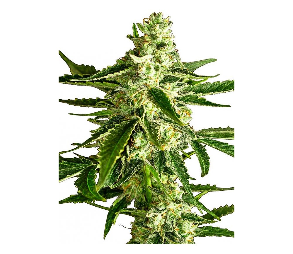 White Diesel Haze Automatic - White Label Seeds