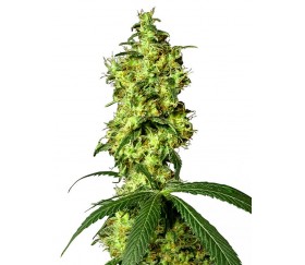 White Widow Automatic - White Label Seeds