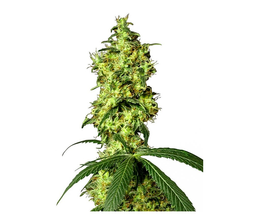 White Widow Automatic - White Label Seeds